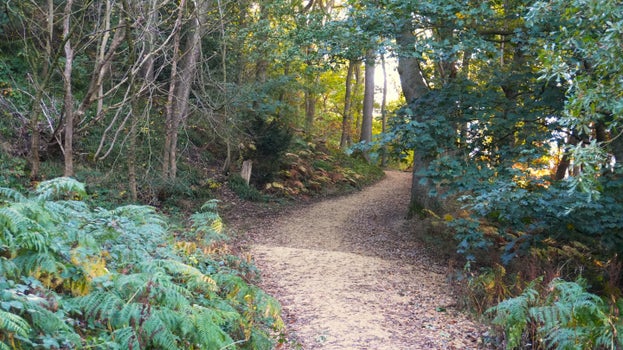 The newly surfaced path of yellow stone snaking through the trees